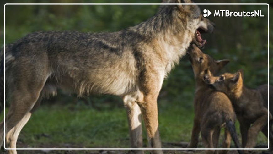 Nieuws over wolf / Landgoed Den Treek afgesloten  - MTBroute Leusden (Den Treek) GESLOTEN